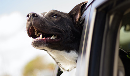 National Pet Day: How to Transport Your Pet Safely in Your Car