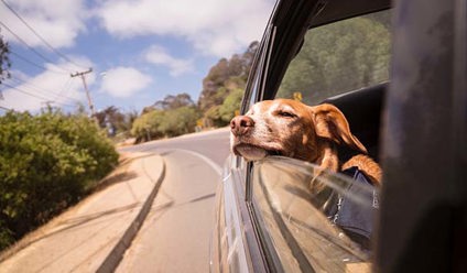 A photo of a dog with its head out of the car window.