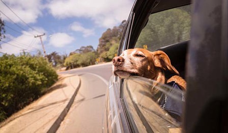 A photo of a dog with its head out of the car window.