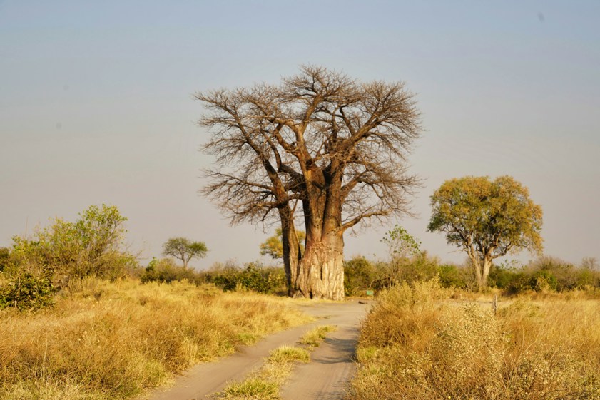 Okavango Delta