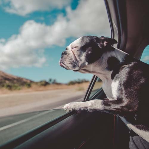 Best road best sale trips with dogs