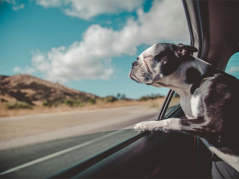 boston terrier inside a vehicle