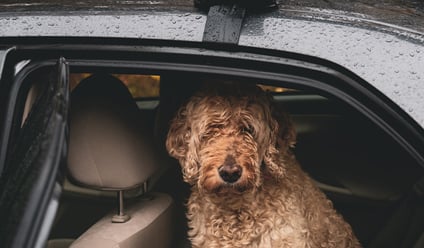 Pet-Friendly Picks: Leased Cars Your Furry Friends Will Give a Paw of Approval